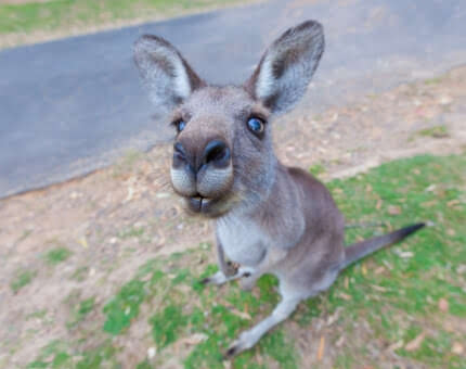 Native Flora and Fauna - City of Bayswater